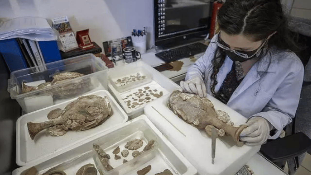 Foto - Bu işi yapmak için para alıyorlar: İşte Türkiye'nin en ilginç meslekleri...