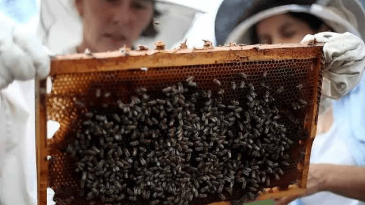 Foto - Bu işi yapmak için para alıyorlar: İşte Türkiye'nin en ilginç meslekleri...