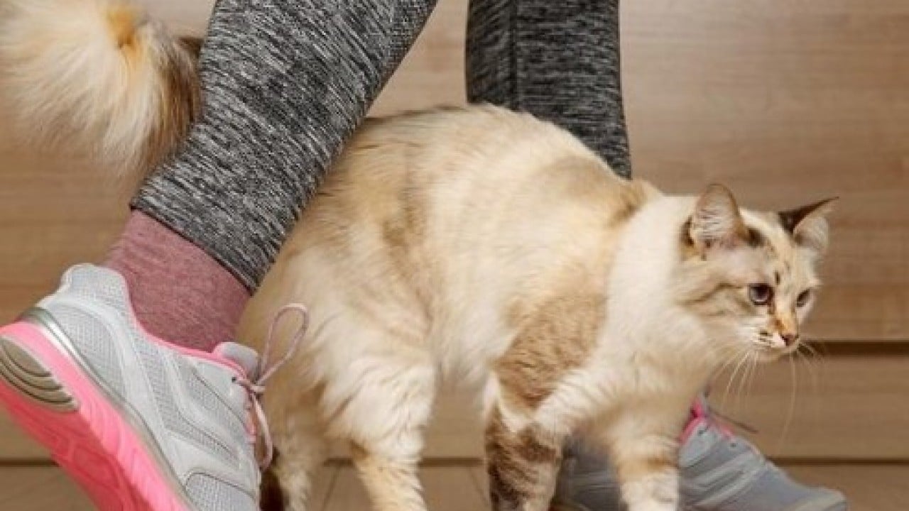 Bunu az kişi biliyor: İşte kedilerin sizi takip etmesinin nedeni!