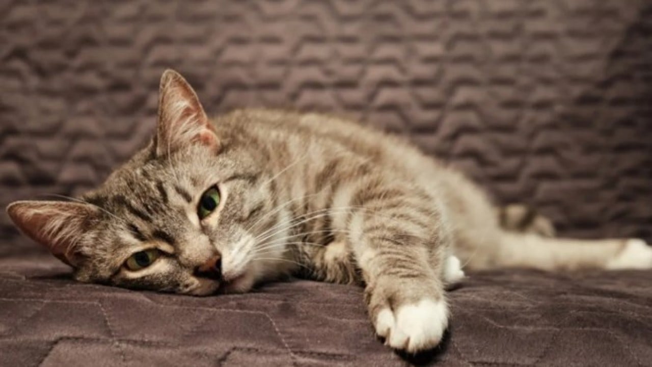 Foto - Bunu az kişi biliyor: İşte kedilerin sizi takip etmesinin nedeni!