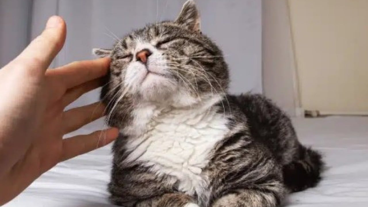 Foto - Bunu az kişi biliyor: İşte kedilerin sizi takip etmesinin nedeni!