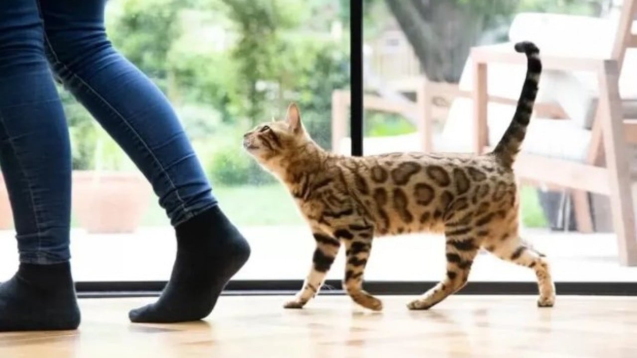 Foto - Bunu az kişi biliyor: İşte kedilerin sizi takip etmesinin nedeni!