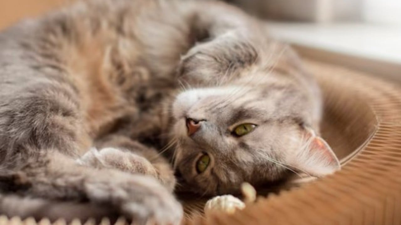 Foto - Bunu az kişi biliyor: İşte kedilerin sizi takip etmesinin nedeni!