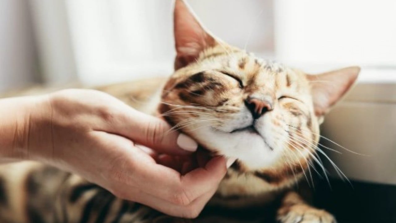 Foto - Bunu az kişi biliyor: İşte kedilerin sizi takip etmesinin nedeni!
