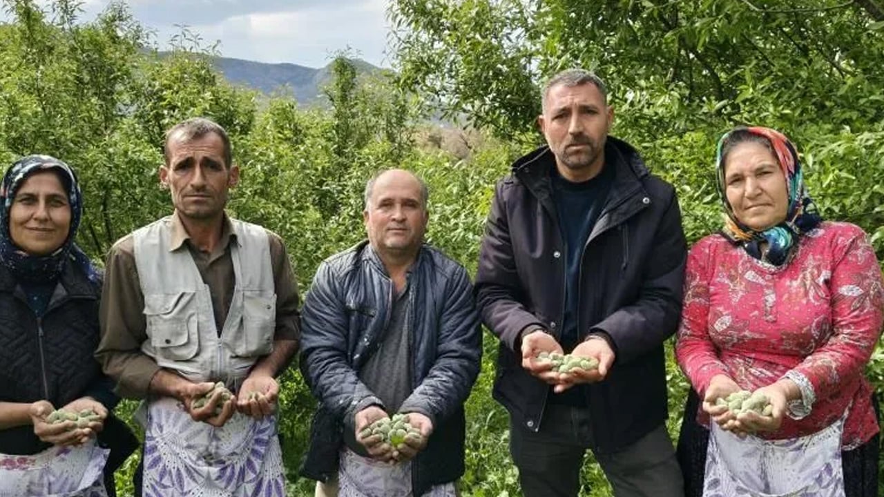 Foto - Bunu yaparsanız... Mucize besin, doğru kullanıldığı zaman safra taşını önlüyor! Mersin'de hasadı başladı