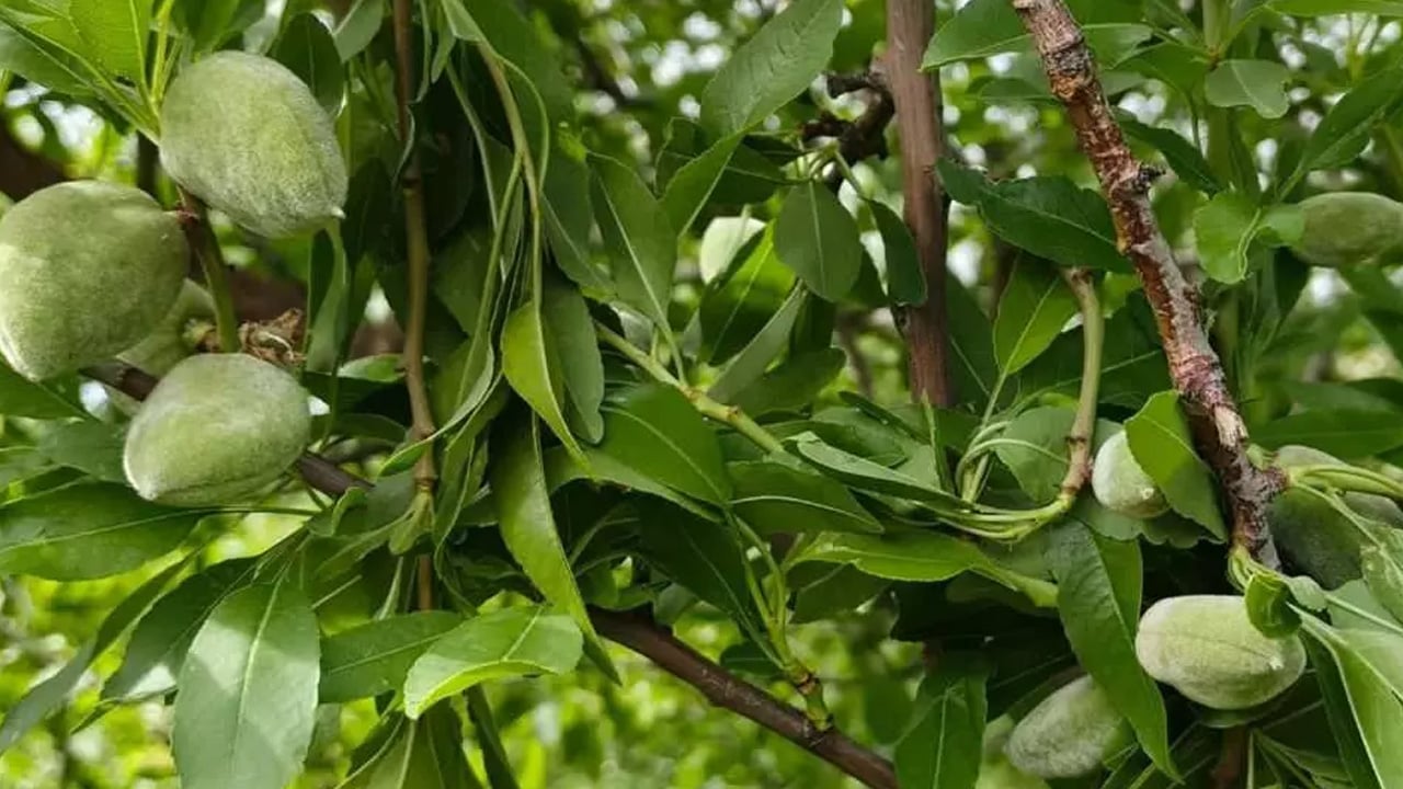 Foto - Bunu yaparsanız... Mucize besin, doğru kullanıldığı zaman safra taşını önlüyor! Mersin'de hasadı başladı
