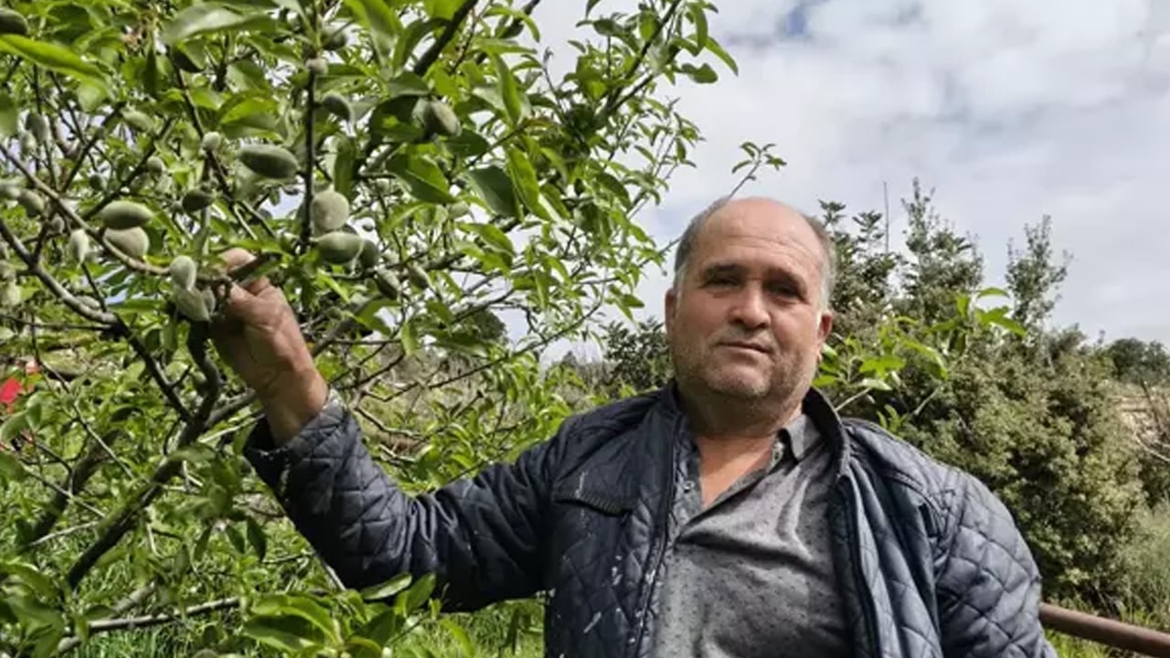 Foto - Bunu yaparsanız... Mucize besin, doğru kullanıldığı zaman safra taşını önlüyor! Mersin'de hasadı başladı