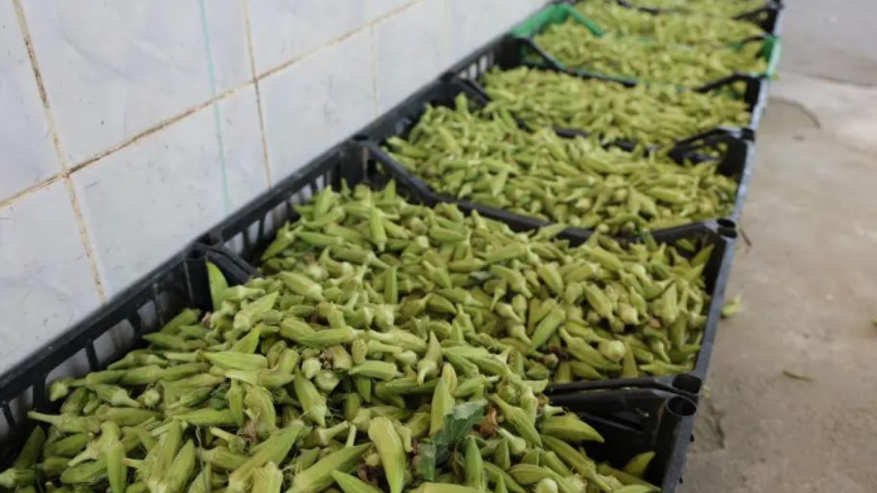 Foto - Bunu yiyende eklem ağrısı kalmıyor! Kilosu 200 TL'den satılıyor!