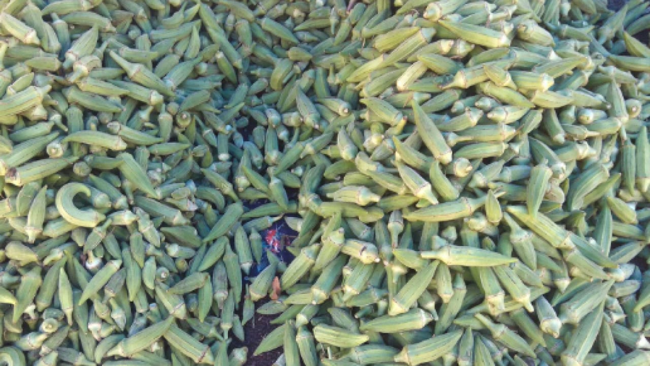 Foto - Bunu yiyende eklem ağrısı kalmıyor! Kilosu 200 TL'den satılıyor!