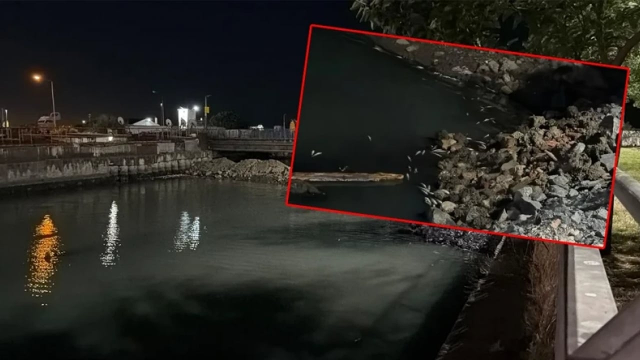 Bunun hesabını kim verecek? Binlercesi kıyıya vurdu!