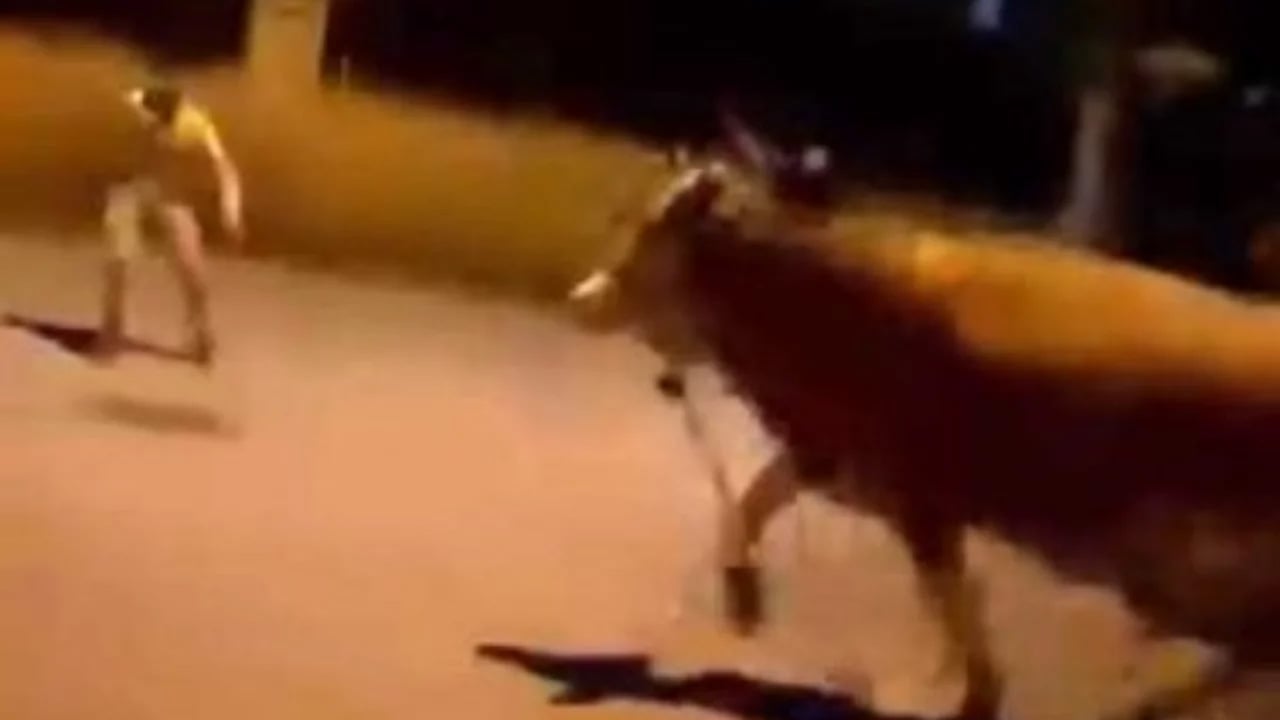 Foto - Bursa'da dana paniği! Sebebi şaşırttı: Kaçan kurbanlık ortalığı birbirine kattı... Kimse engel olamadı