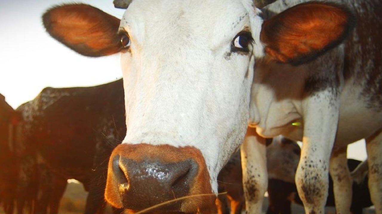 Bursa'da dana paniği! Sebebi şaşırttı: Kaçan kurbanlık ortalığı birbirine kattı... Kimse engel olamadı