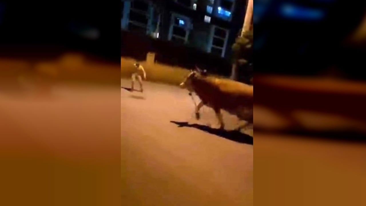 Foto - Bursa'da dana paniği! Sebebi şaşırttı: Kaçan kurbanlık ortalığı birbirine kattı... Kimse engel olamadı