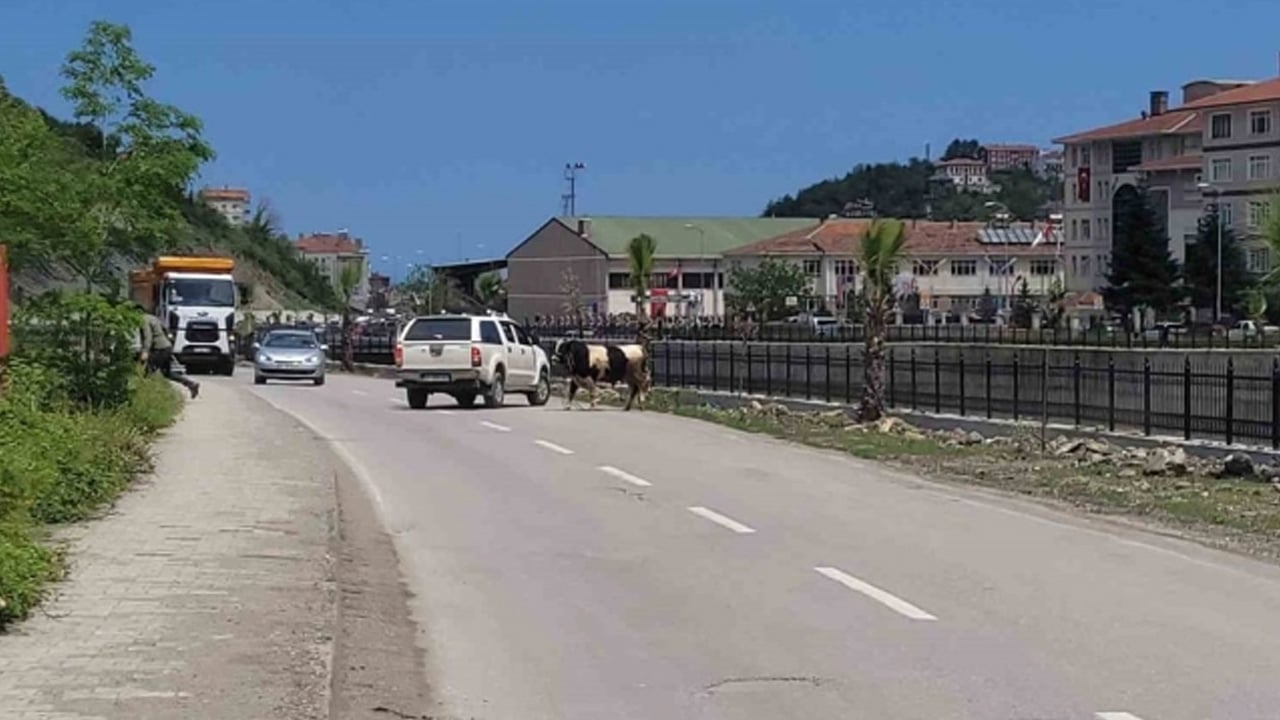 Foto - Bursa'da dana paniği! Sebebi şaşırttı: Kaçan kurbanlık ortalığı birbirine kattı... Kimse engel olamadı