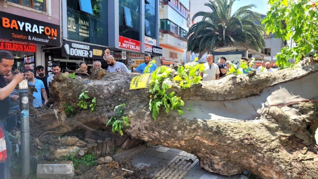Bursa'da faciadan dönüldü Asırlık çınar zamana daha fazla direnemedi