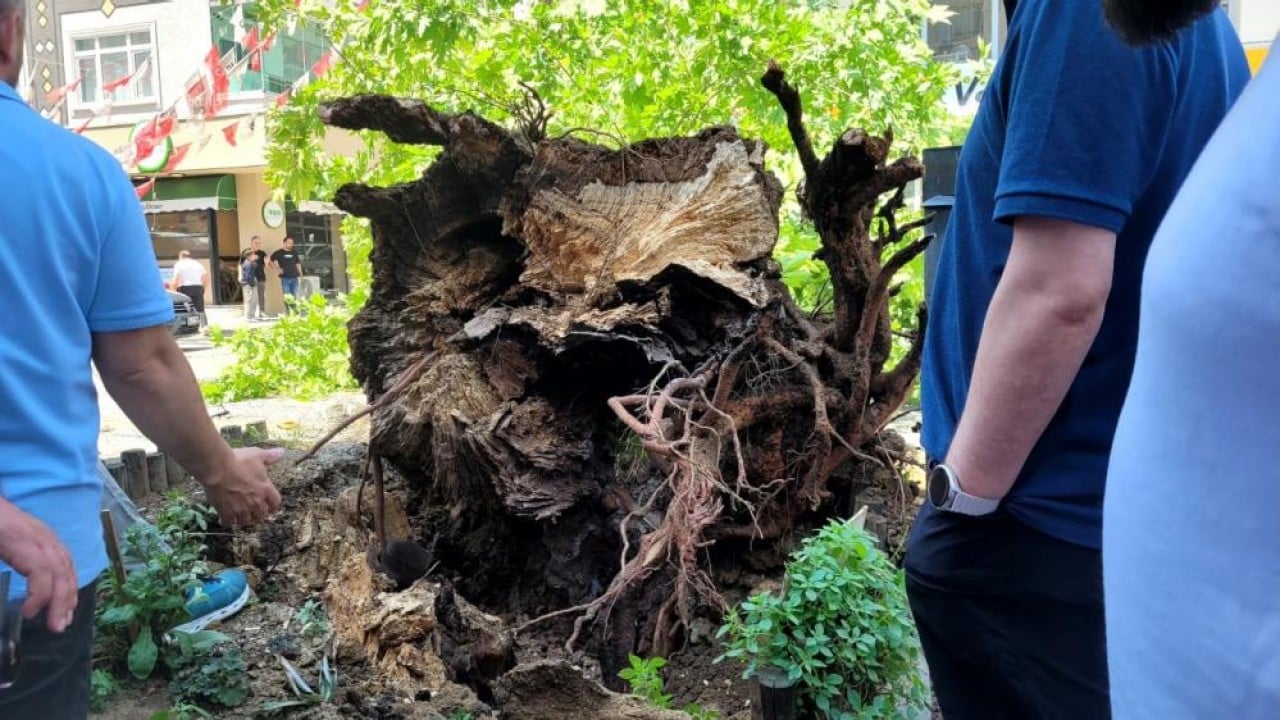 Foto - Bursa'da faciadan dönüldü Asırlık çınar zamana daha fazla direnemedi