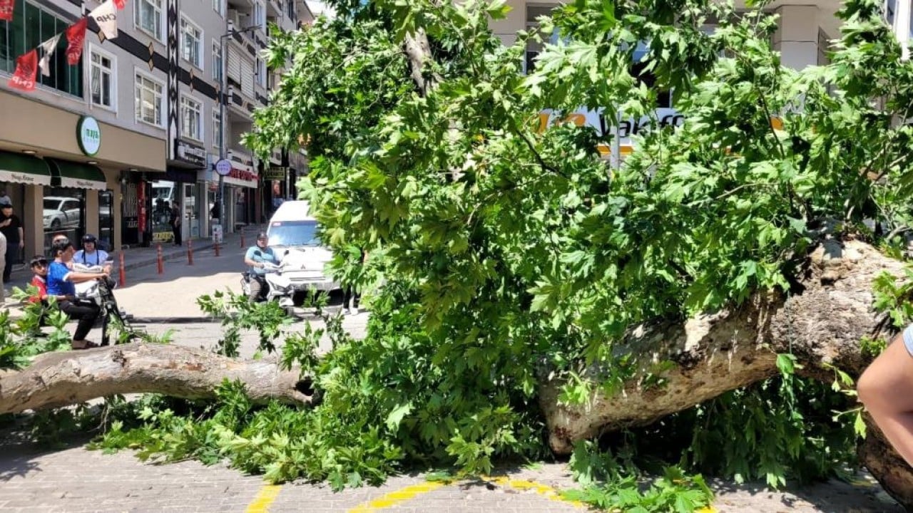 Foto - Bursa'da faciadan dönüldü Asırlık çınar zamana daha fazla direnemedi
