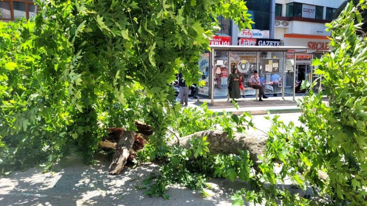 Foto - Bursa'da faciadan dönüldü Asırlık çınar zamana daha fazla direnemedi