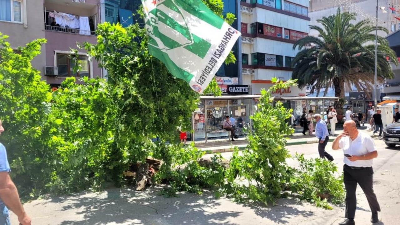 Foto - Bursa'da faciadan dönüldü Asırlık çınar zamana daha fazla direnemedi