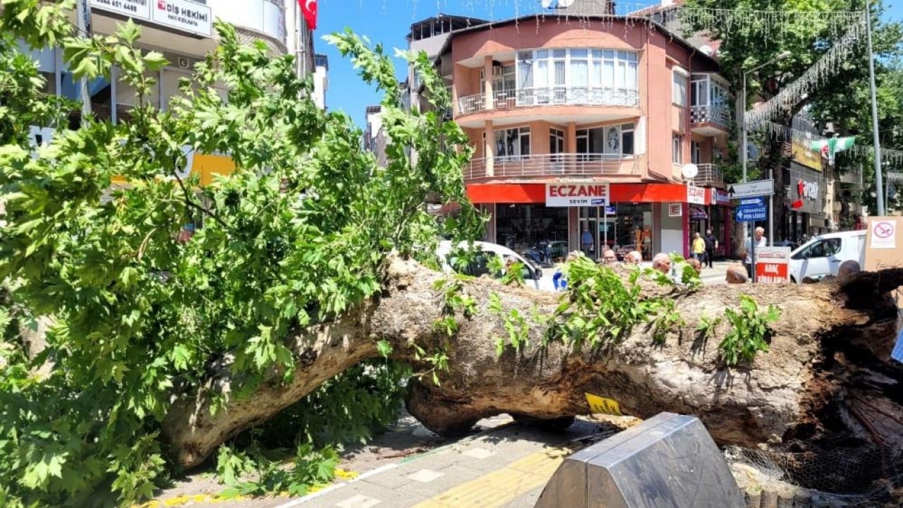 Foto - Bursa'da faciadan dönüldü Asırlık çınar zamana daha fazla direnemedi