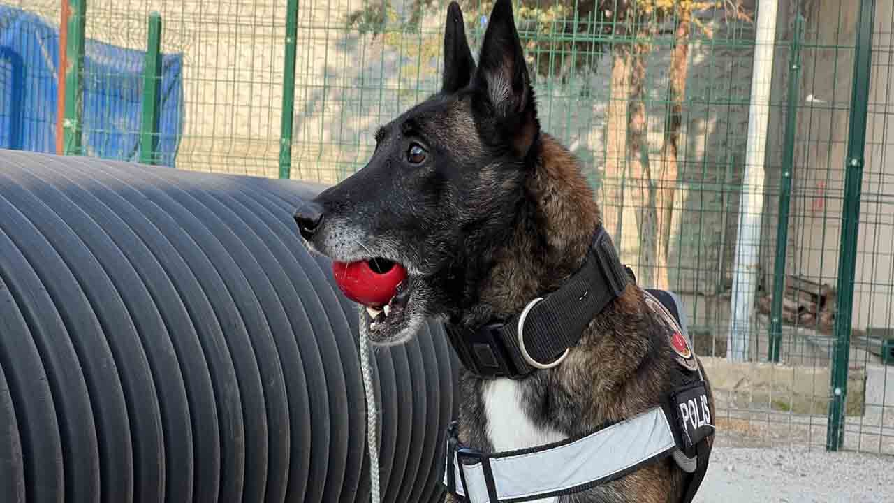 Foto - Burunlarıyla zulayı patlatıyorlar: Uyuşturucu tacirlerinin korkulu rüyası