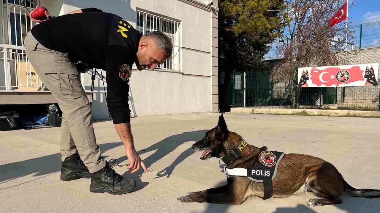 Foto - Burunlarıyla zulayı patlatıyorlar: Uyuşturucu tacirlerinin korkulu rüyası