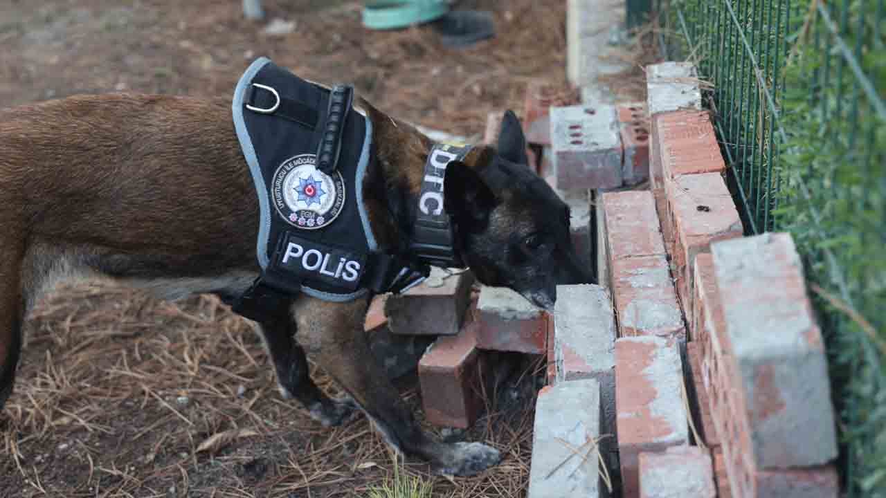 Foto - Burunlarıyla zulayı patlatıyorlar: Uyuşturucu tacirlerinin korkulu rüyası
