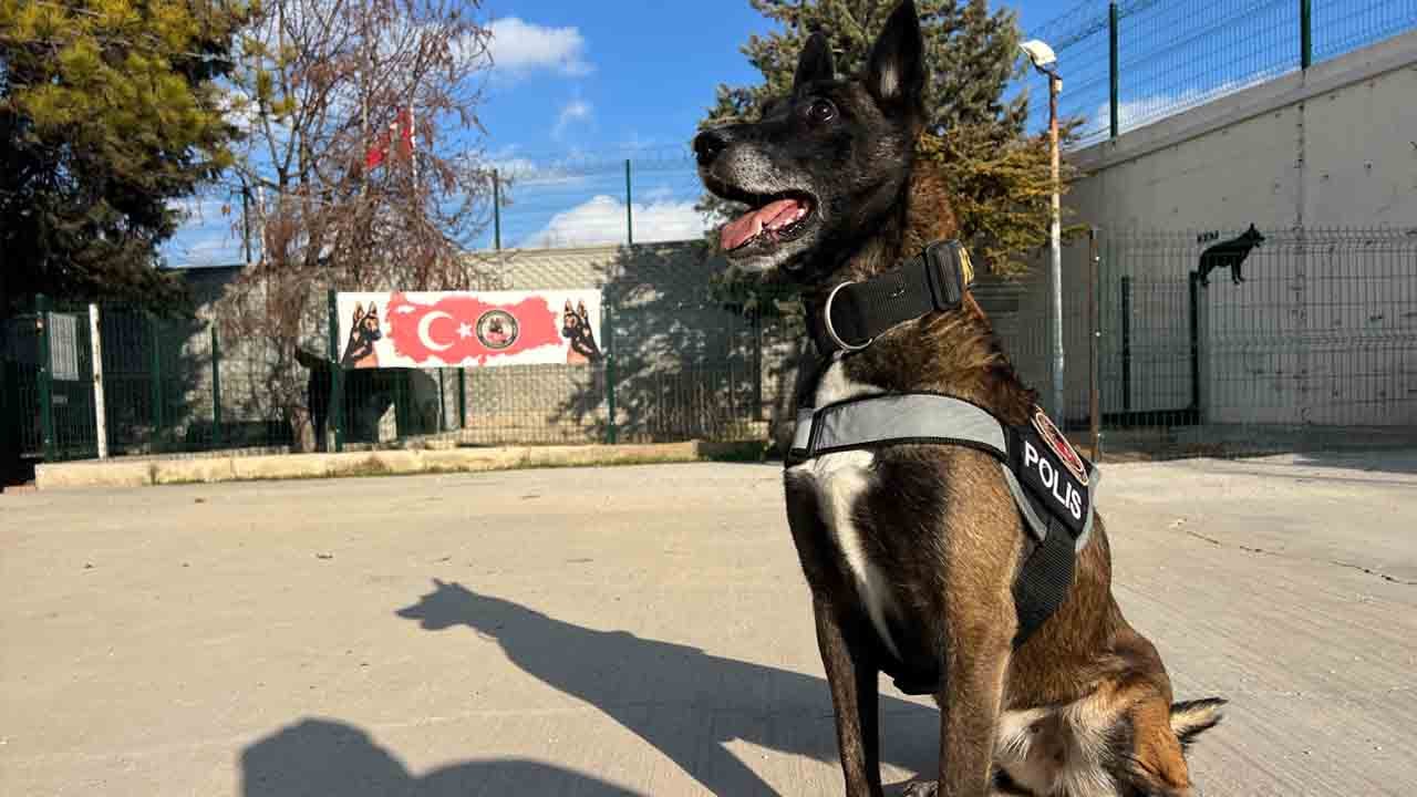 Foto - Burunlarıyla zulayı patlatıyorlar: Uyuşturucu tacirlerinin korkulu rüyası