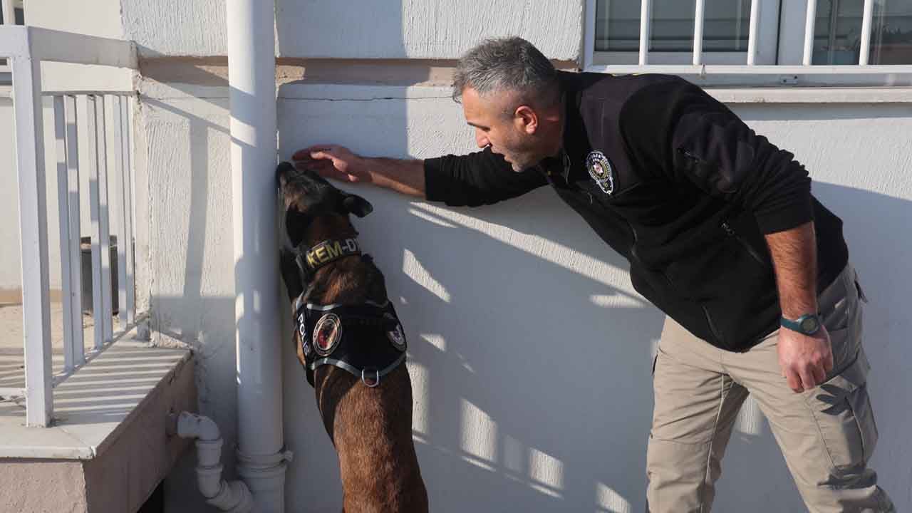 Burunlarıyla zulayı patlatıyorlar: Uyuşturucu tacirlerinin korkulu rüyası