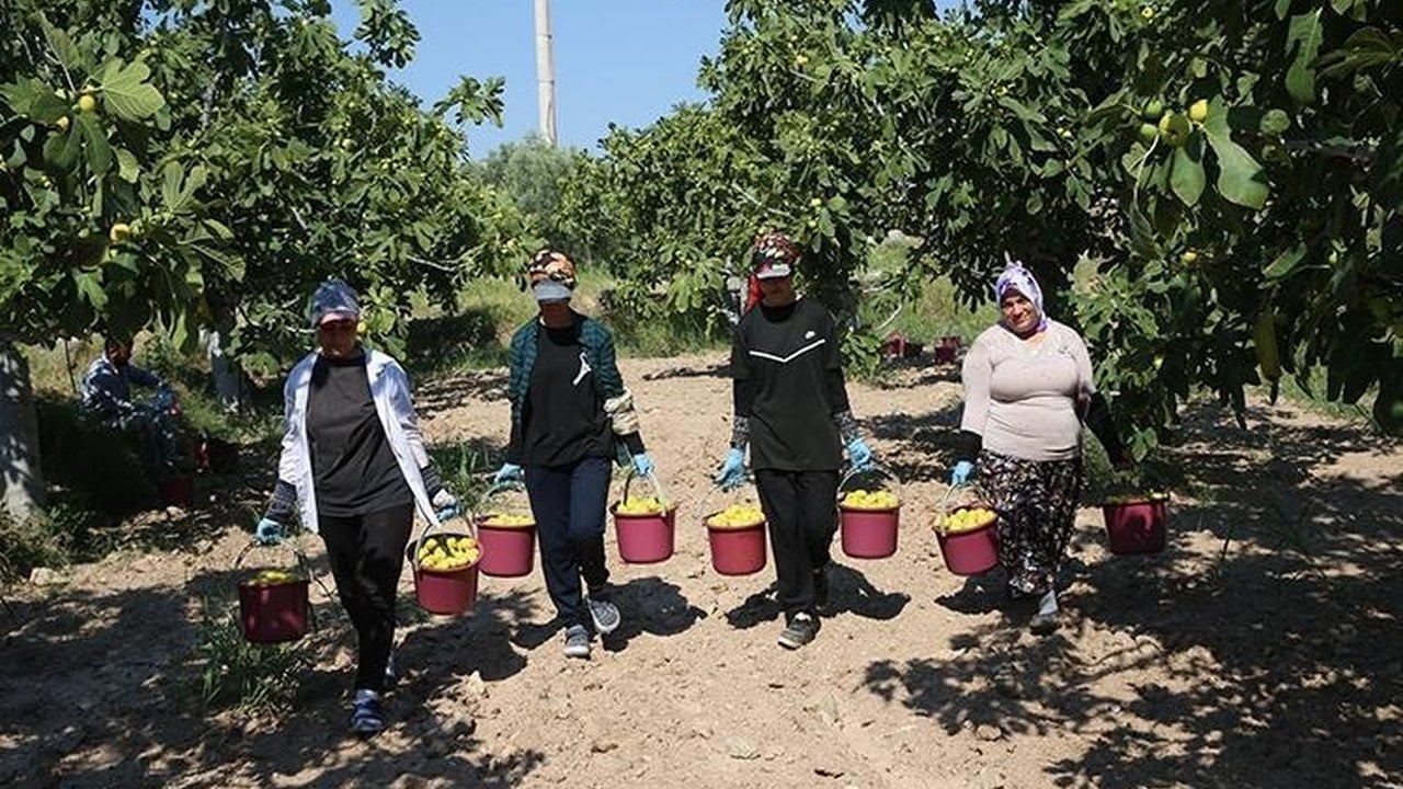 Foto - Bütün dünya "Ne olur bize de verin" diyerek sıraya girdi! Türkiye o üründe Avrupa ve Rusya pazarını fethetti