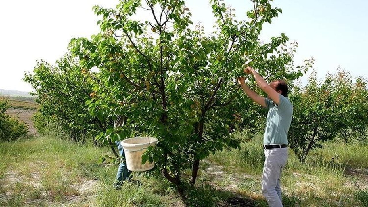 Foto - Bütün dünya "Ne olur bize de verin" diyerek sıraya girdi! Türkiye o üründe Avrupa ve Rusya pazarını fethetti