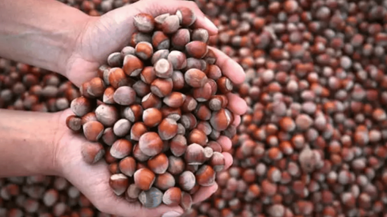 Foto - Bütün dünya sıraya girdi: 87 ülkeye 389 milyon dolarlık dev ihracat!