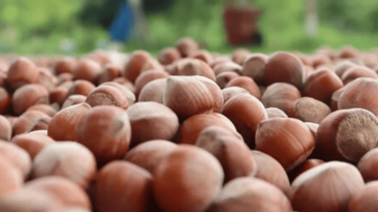 Bütün dünya sıraya girdi: 87 ülkeye 389 milyon dolarlık dev ihracat!