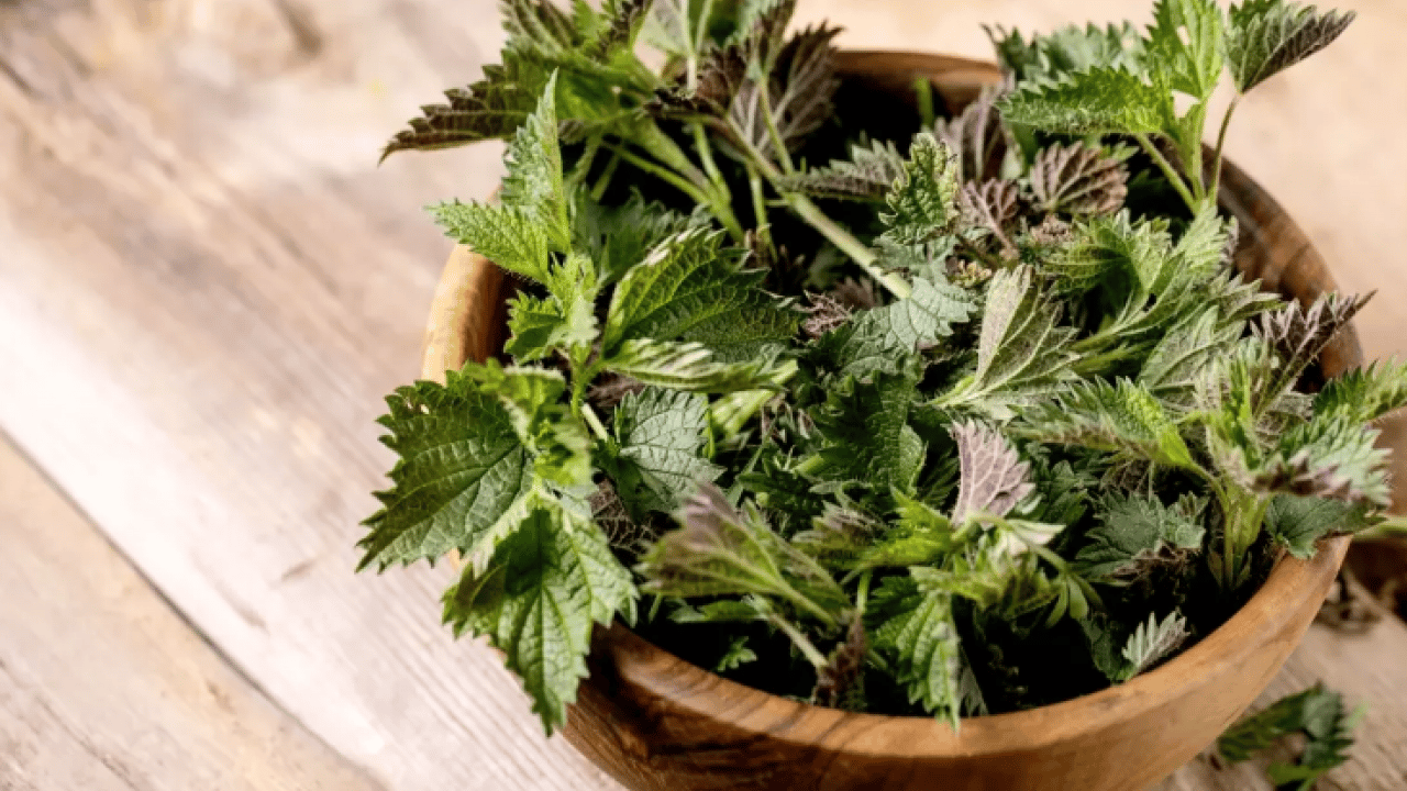 Bütün kış hastalık yüzü göstermiyor: Süper bitki virüsleri yok ediyor!