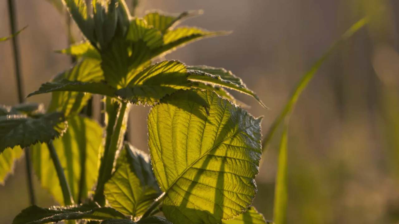 Foto - Bütün kış hastalık yüzü göstermiyor: Süper bitki virüsleri yok ediyor!