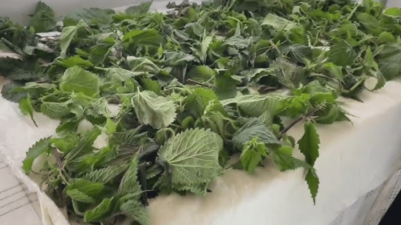 Foto - Bütün kış hastalık yüzü göstermiyor: Süper bitki virüsleri yok ediyor!