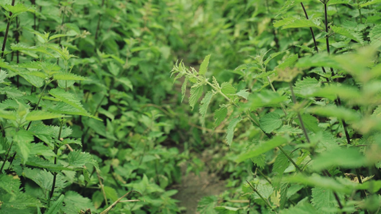 Foto - Bütün kış hastalık yüzü göstermiyor: Süper bitki virüsleri yok ediyor!