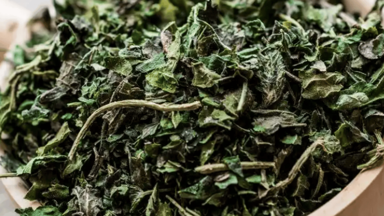 Foto - Bütün kış hastalık yüzü göstermiyor: Süper bitki virüsleri yok ediyor!