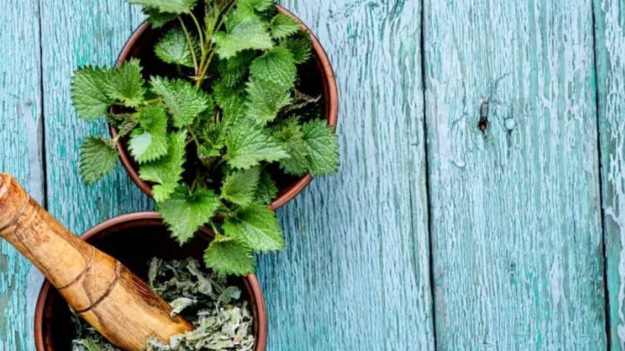 Foto - Bütün kış hastalık yüzü göstermiyor: Süper bitki virüsleri yok ediyor!