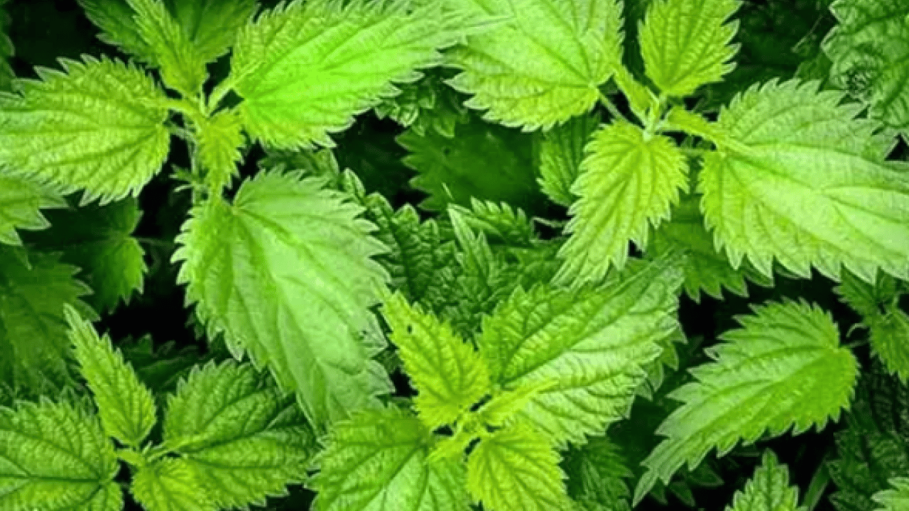 Foto - Bütün kış hastalık yüzü göstermiyor: Süper bitki virüsleri yok ediyor!