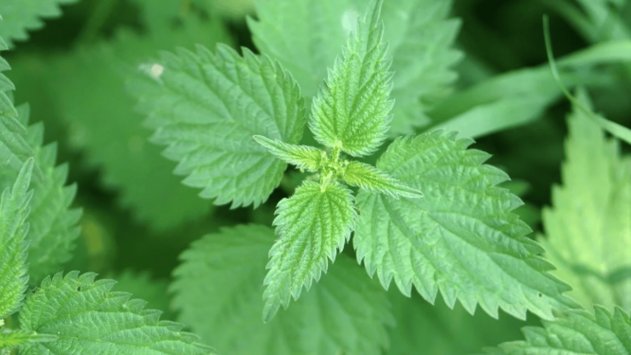 Foto - Bütün kış hastalık yüzü göstermiyor: Süper bitki virüsleri yok ediyor!