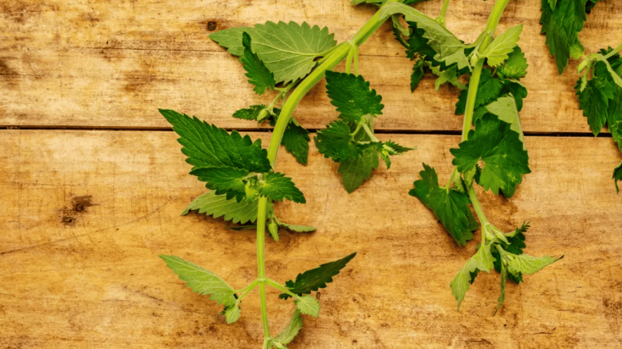 Foto - Bütün kış hastalık yüzü göstermiyor: Süper bitki virüsleri yok ediyor!