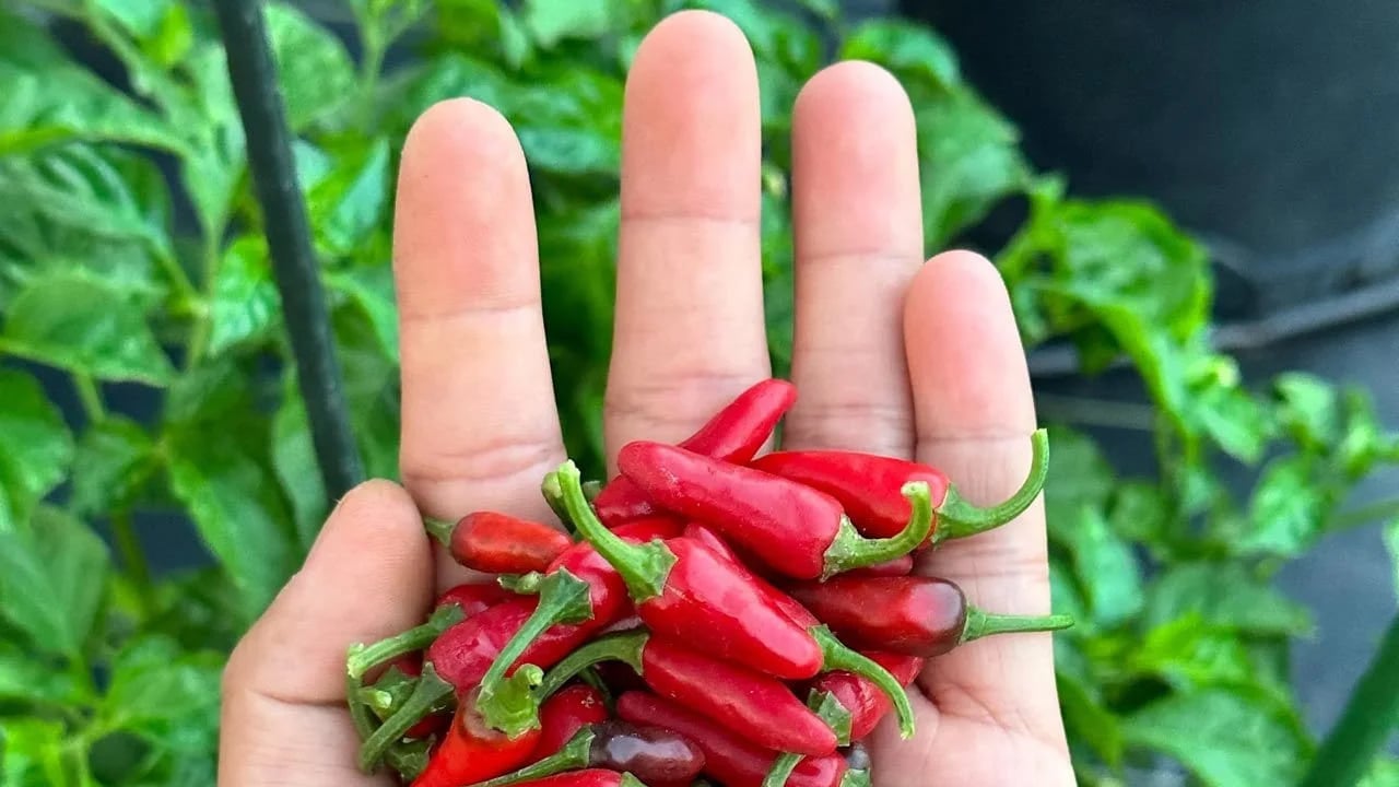 Büyük C vitamini kaynağı sofraların vazgeçilmezi ama acı biber kaygıyı tetikleyebilir! O isim uyardı