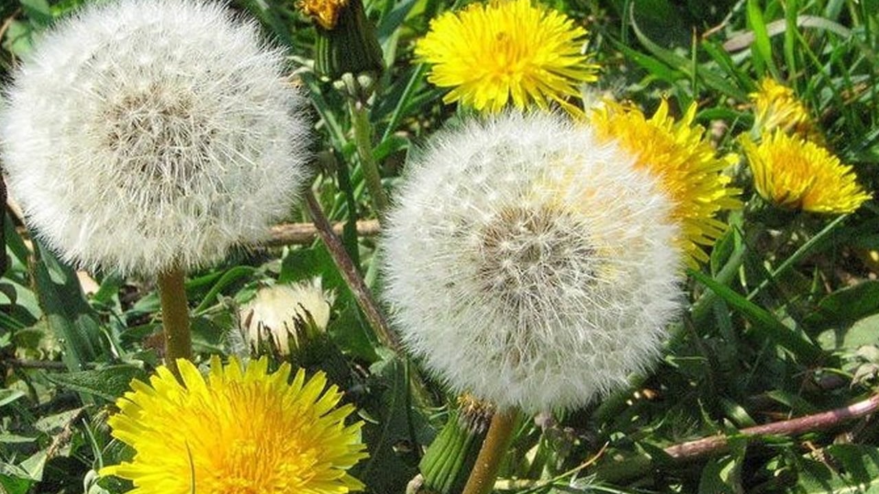 Foto - İbn-i Sin'dan şifalı tarifler, reçeteler: Büyük keşfi şifa kaynağı oluyor