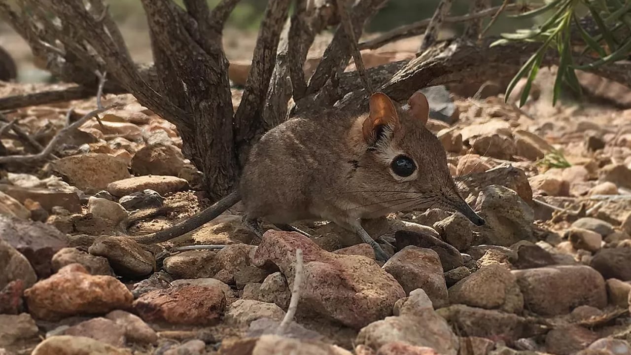 Foto - Ne olacak şimdi? Japonya yıllardır üzerinde çalışılıyordu! Binlerce klon üretildi... Keşif sarsıcı darbe aldı 