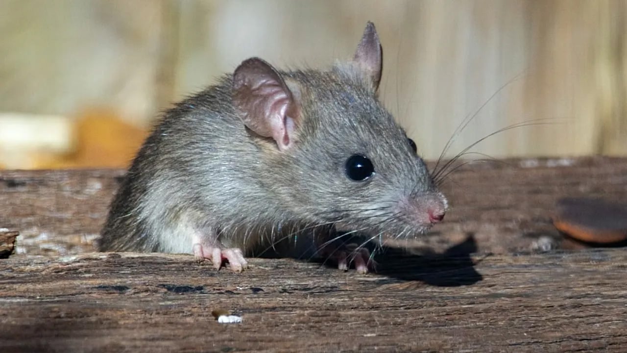 Ne olacak şimdi? Japonya yıllardır üzerinde çalışılıyordu! Binlerce klon üretildi... Keşif sarsıcı darbe aldı 