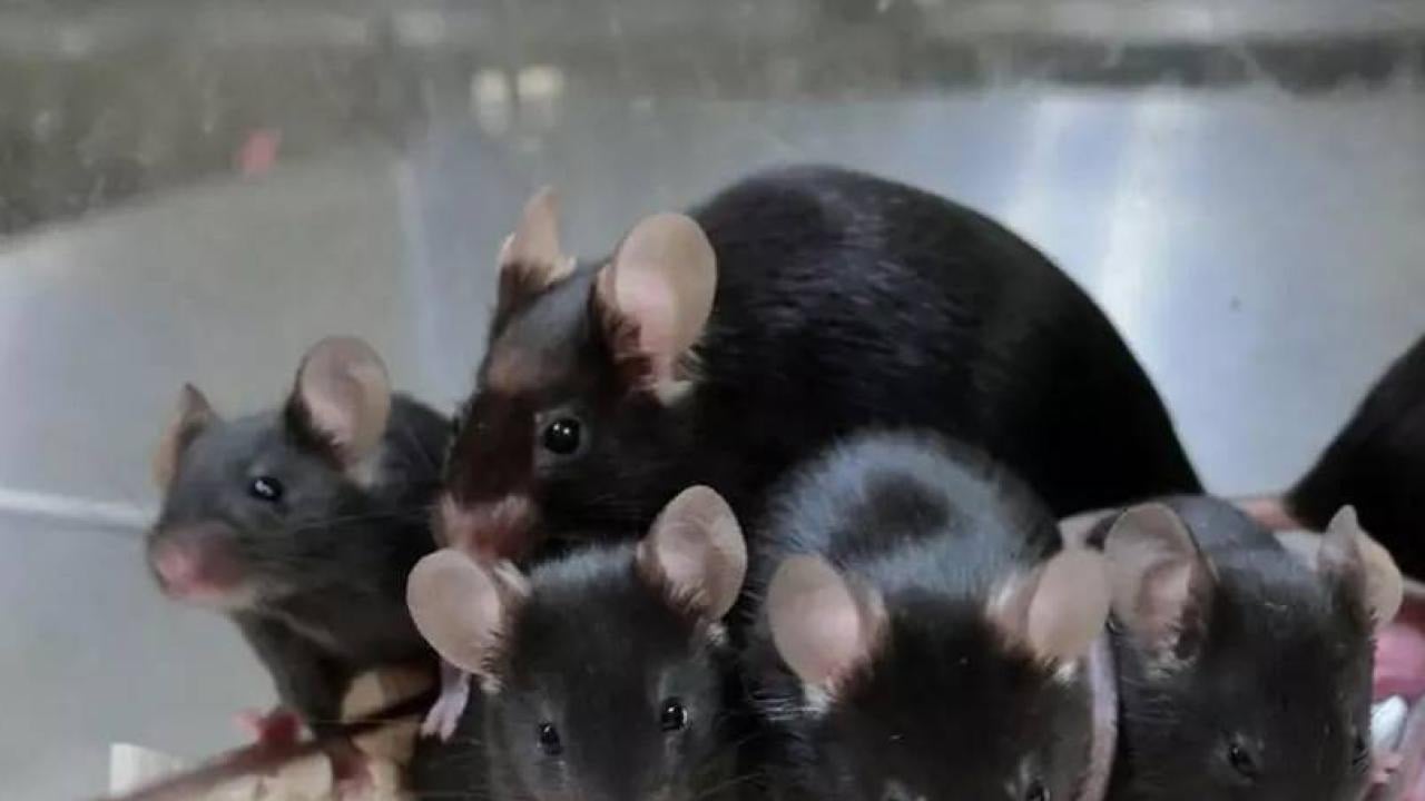 Foto - Ne olacak şimdi? Japonya yıllardır üzerinde çalışılıyordu! Binlerce klon üretildi... Keşif sarsıcı darbe aldı 