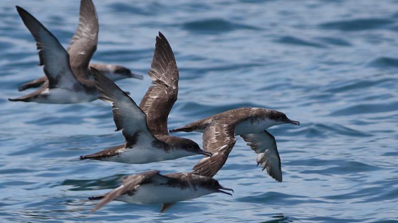 Foto - Büyük yelkovan kuşu ilk kez görüntülendi: Türkiye'de daha önce hiç görülmemişti