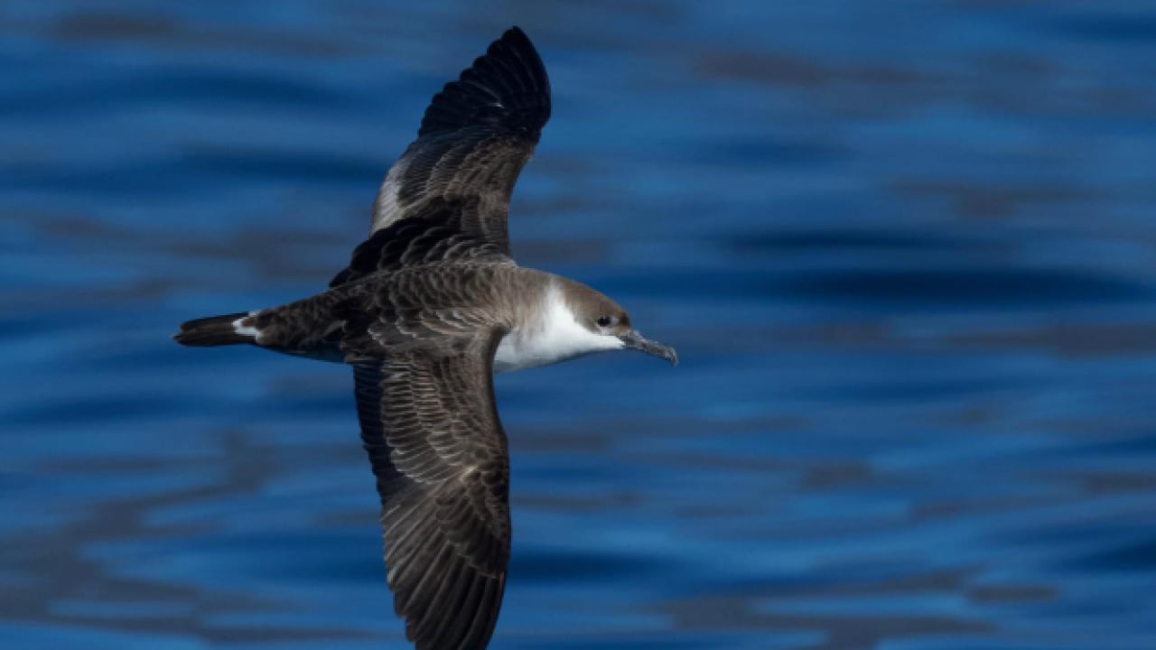 Foto - Büyük yelkovan kuşu ilk kez görüntülendi: Türkiye'de daha önce hiç görülmemişti