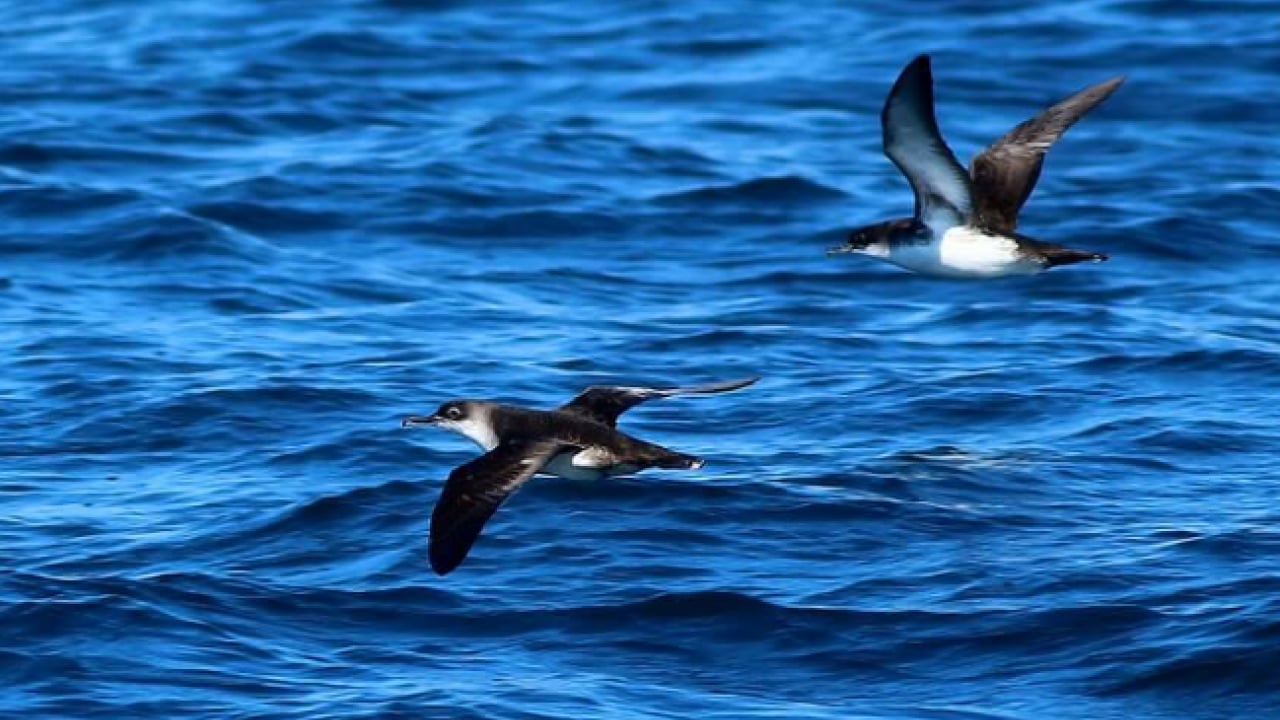 Foto - Büyük yelkovan kuşu ilk kez görüntülendi: Türkiye'de daha önce hiç görülmemişti